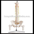 ISO Life-Size Vertebral Column с головками тазового дна и головы, модель позвоночника, HR-126